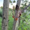 Kolczyki miedziane – bursztyn i turmalin
